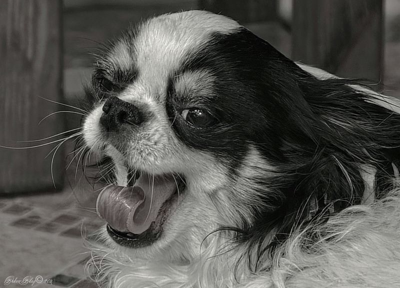 *** фото превью