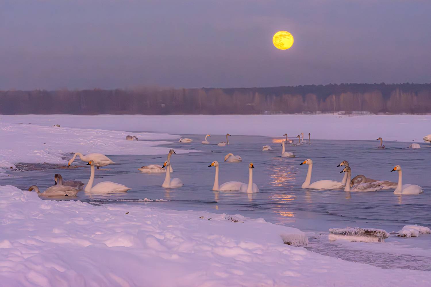 луна и лебеди на бии, Татаркин Вячеслав
