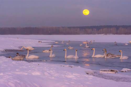 Луна и лебеди на Бии