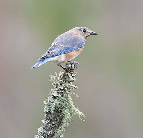 Eastern Bluebird, female -Восточная сиалия. самка