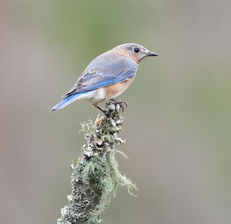 восточная сиалия, eastern bluebird, bluebird, winter bird, bird, winter Eastern Bluebird, female -Восточная сиалия. самка фото превью