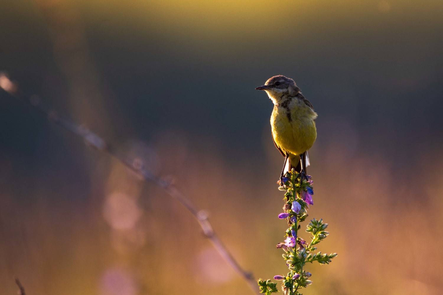 , Павел Ныриков