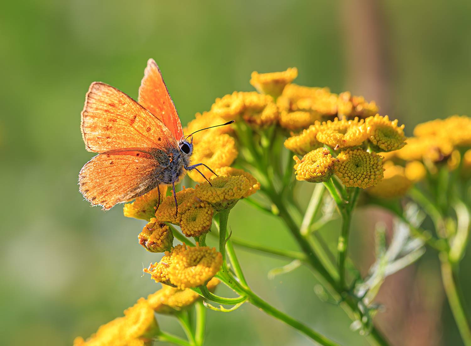 насекомые, бабочка, голубянка, червонец, огненный, август, Борис Новиков