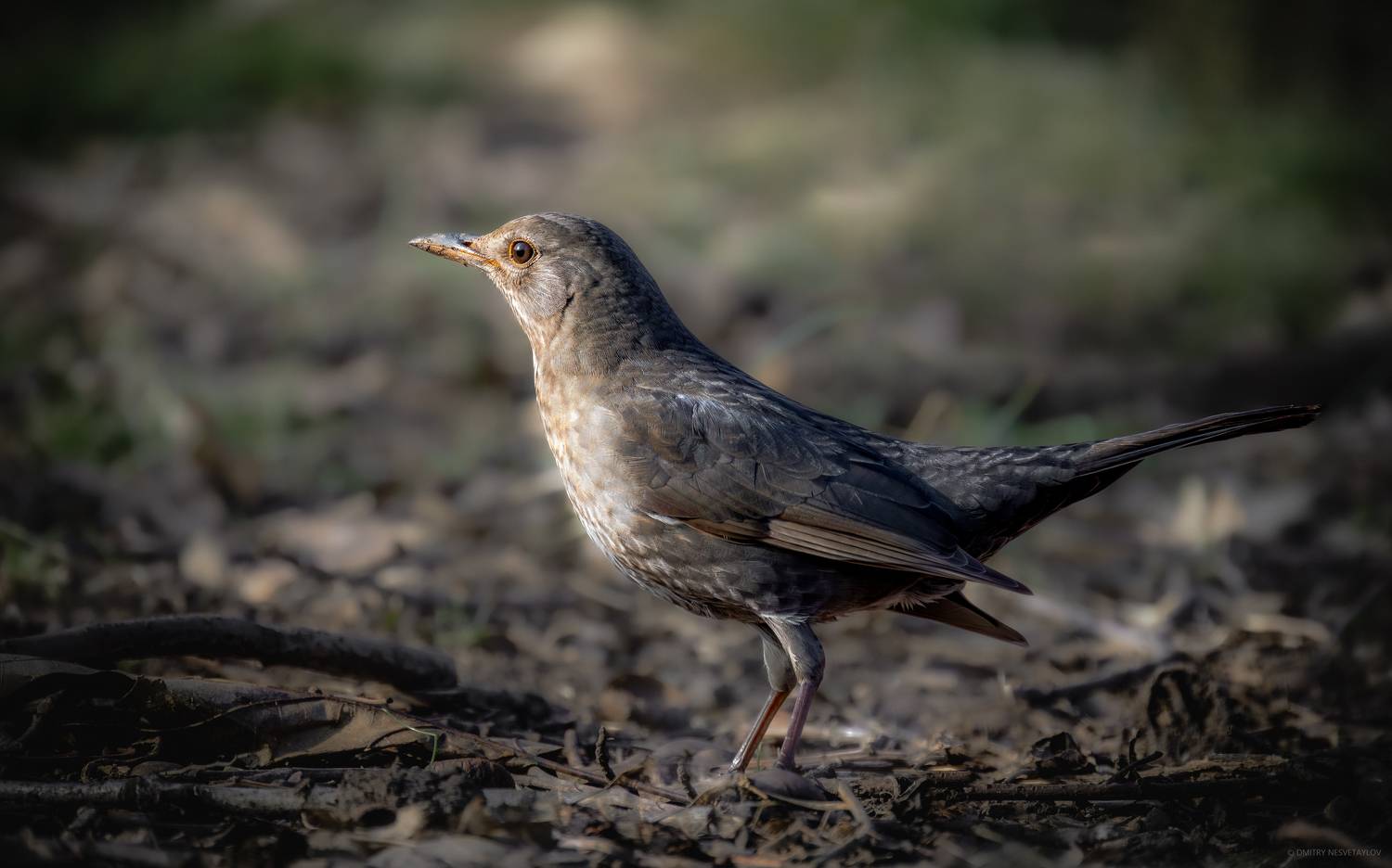 , Дмитрий Несветайлов