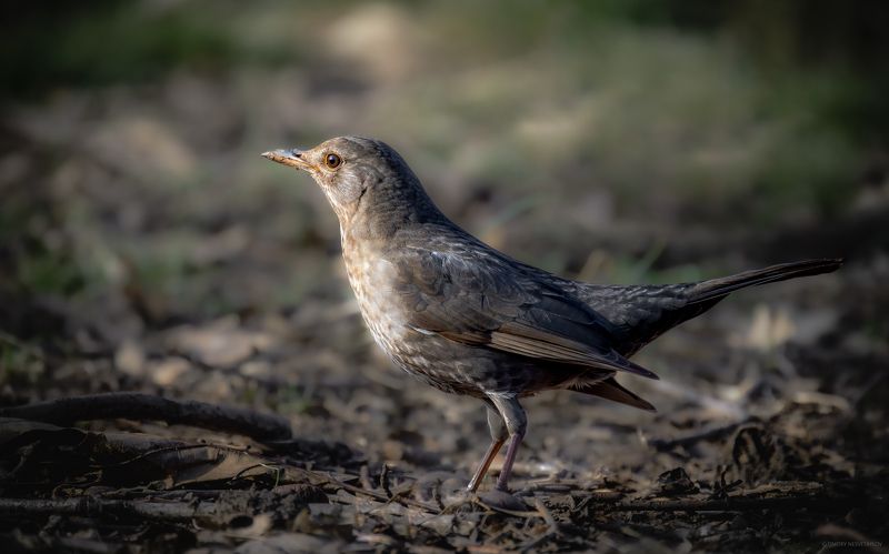 Самка черного дрозда фото превью