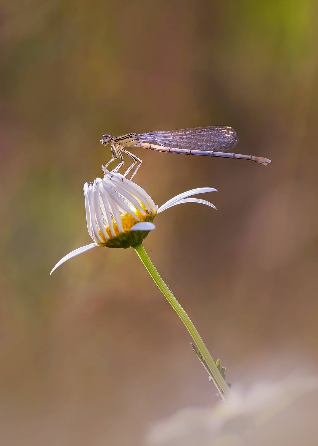 , Чепленко Алексей