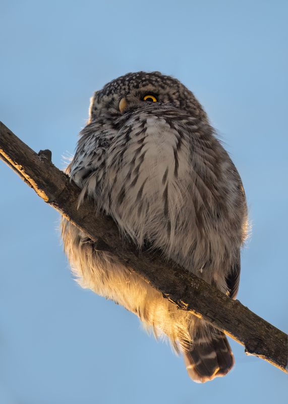 животные, птицы, сова, природа, wildlife, nature, canon Портрет Воробьиного сыча фото превью