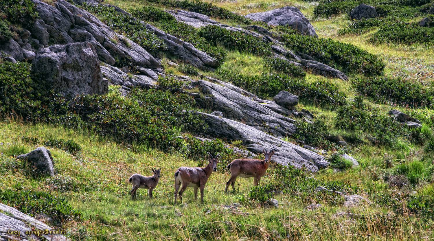 серны горы, Сергей Павлов