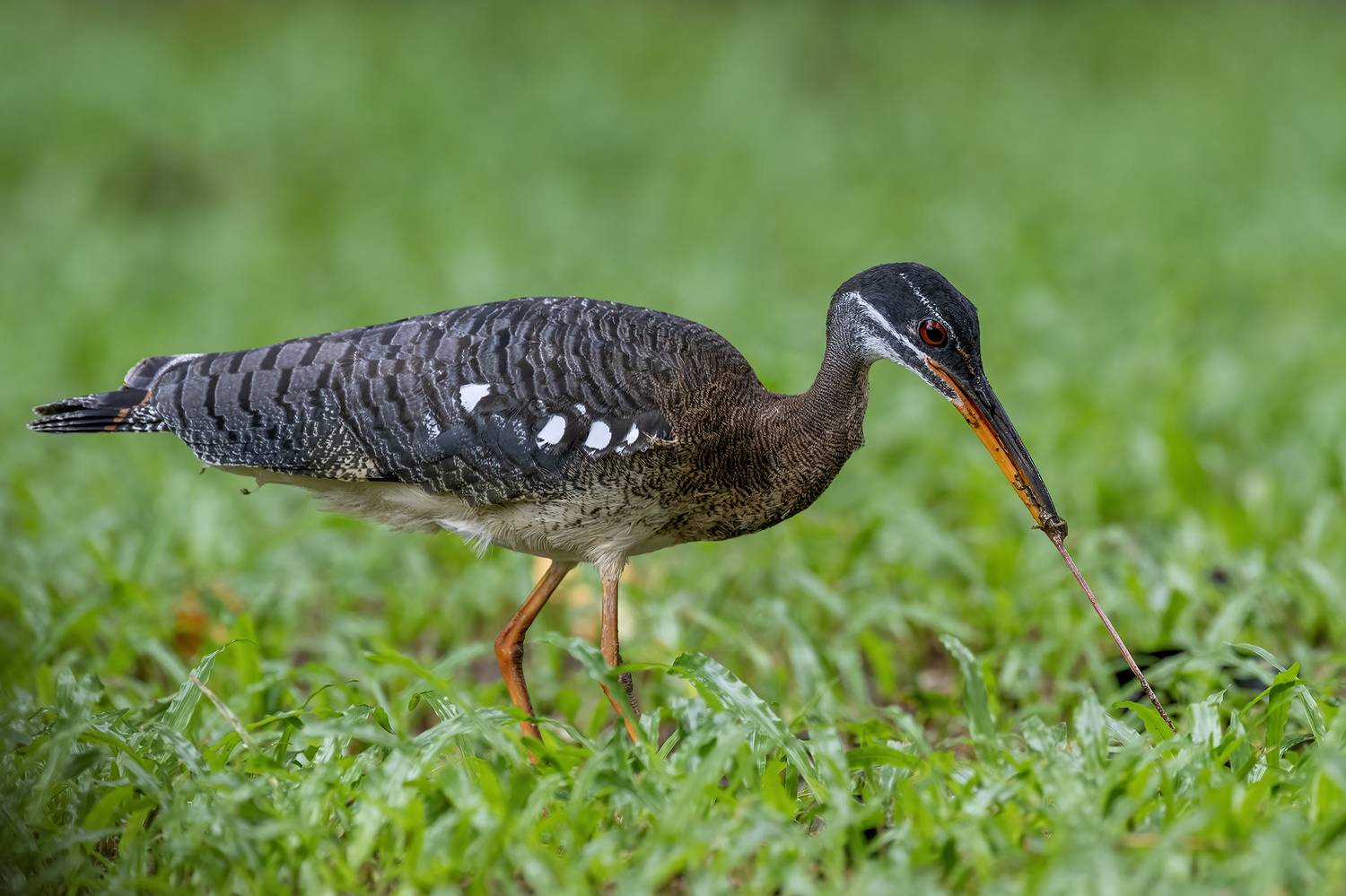 , Fernando Burgalin Sequeira