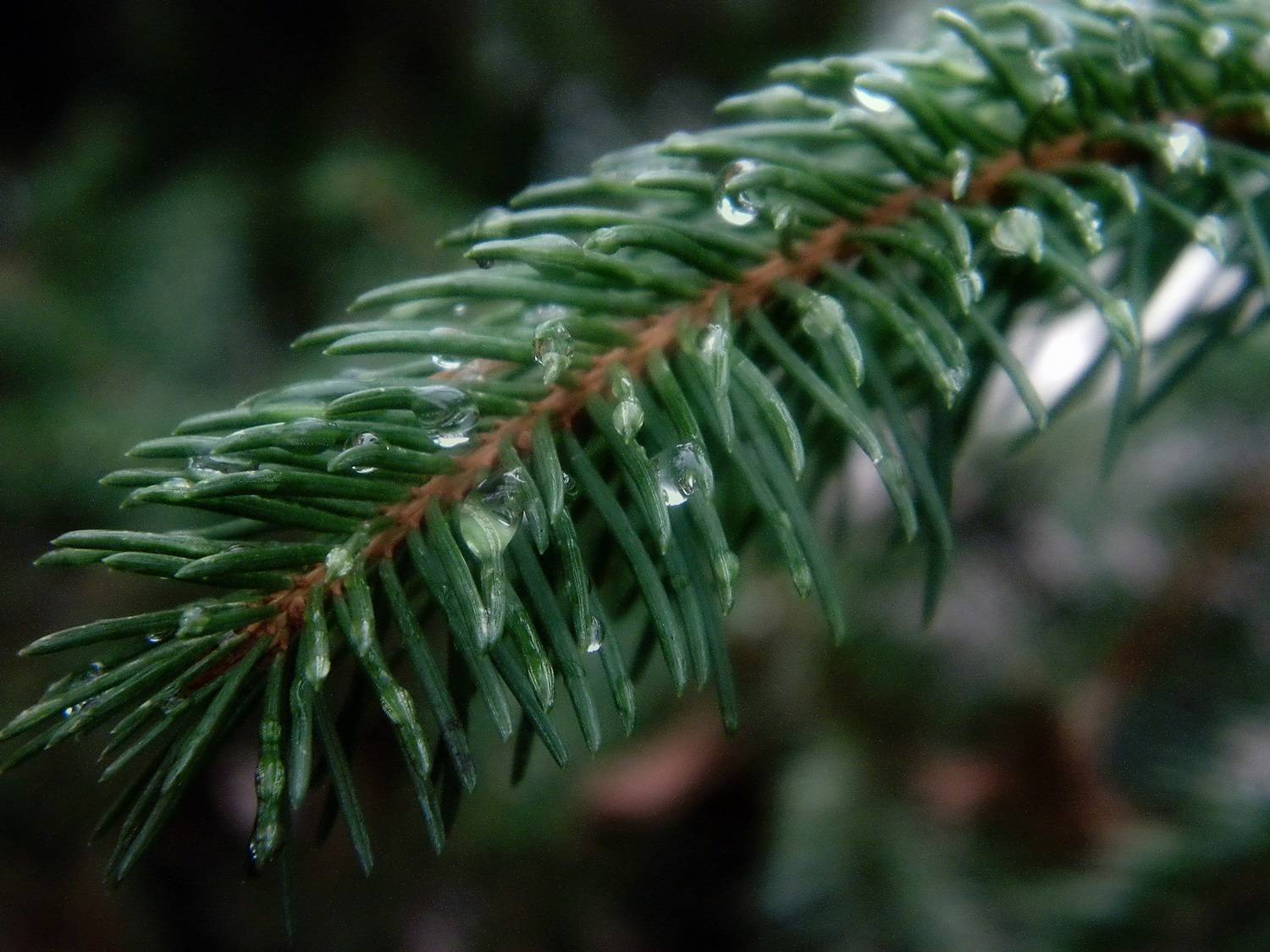 , Савоцкий Роман