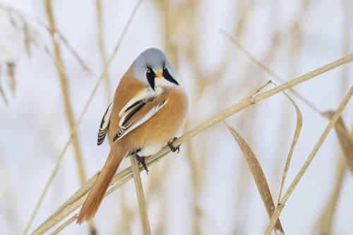 Усатая синица