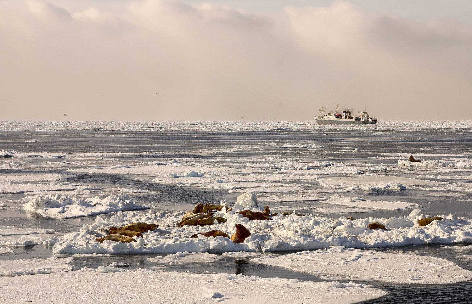 охотское море, зима, судно, батм, сивучи, лёд, Евгений Паршуков