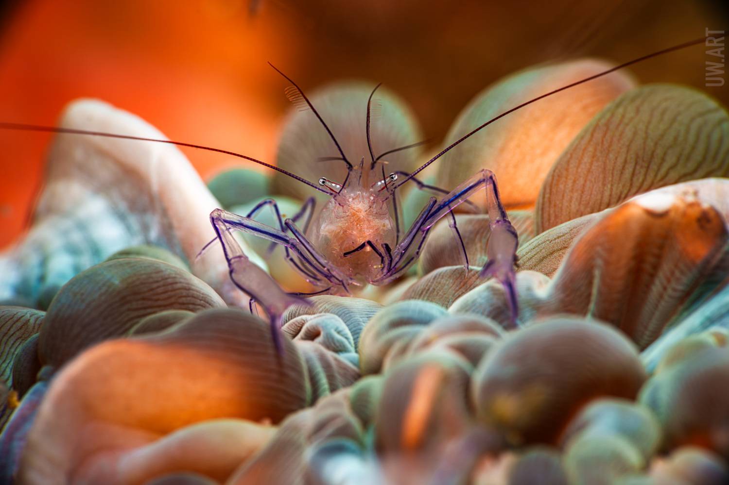 , Савин Андрей