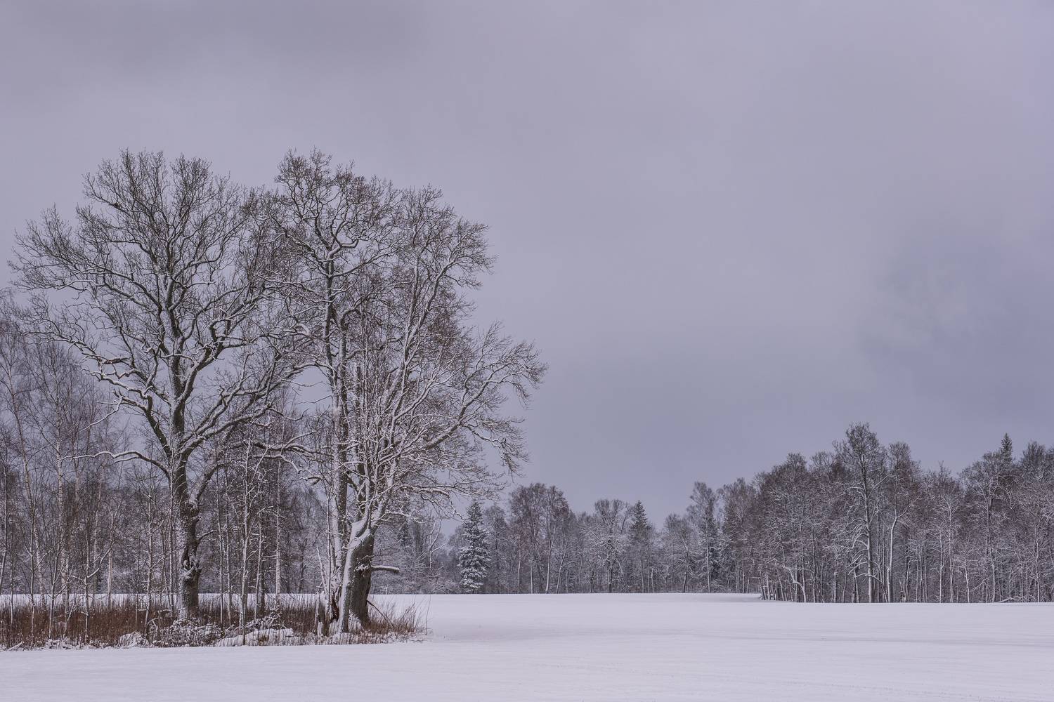 , Гордон Николай