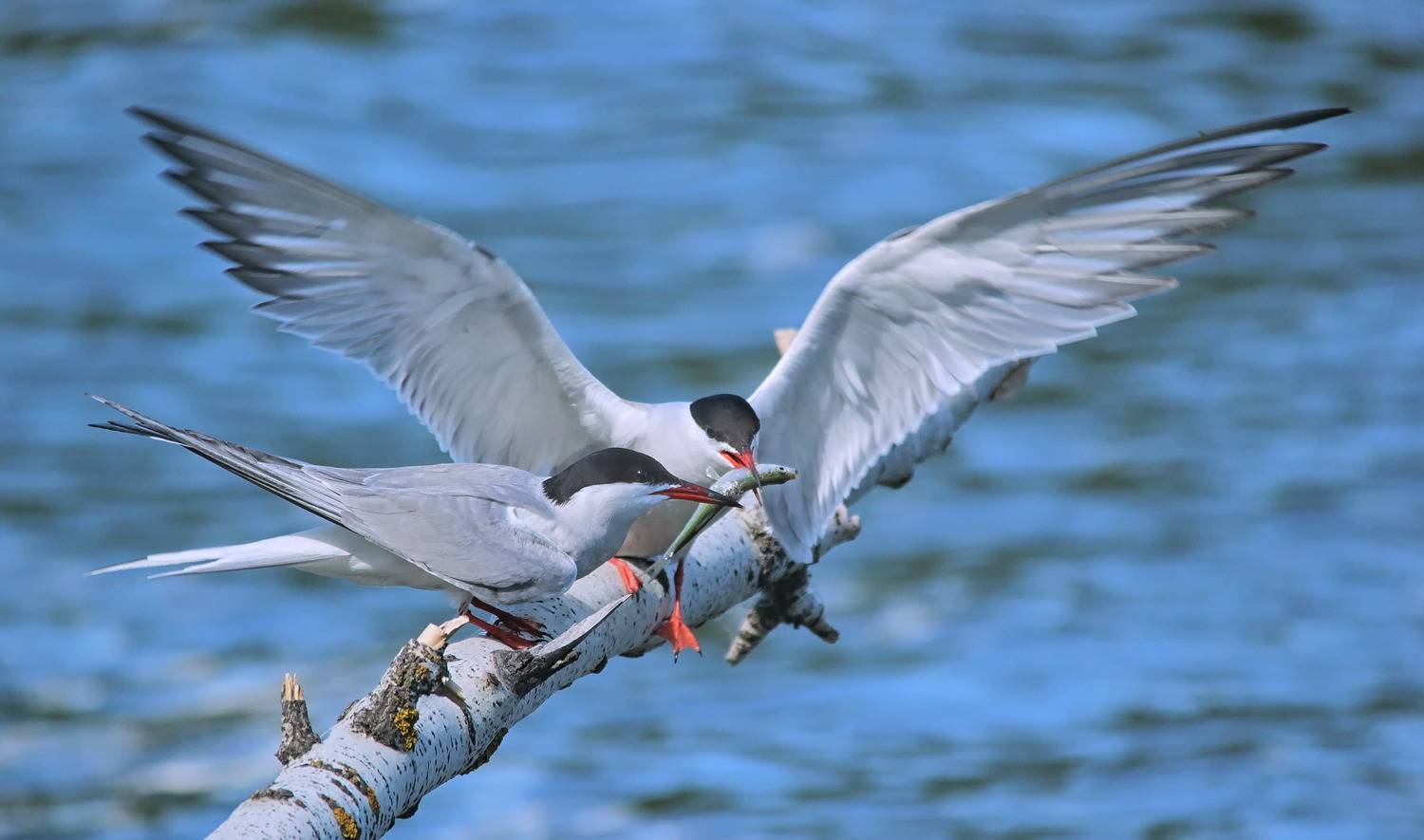 sterna hirundo, речная крачка,, sergey izoya