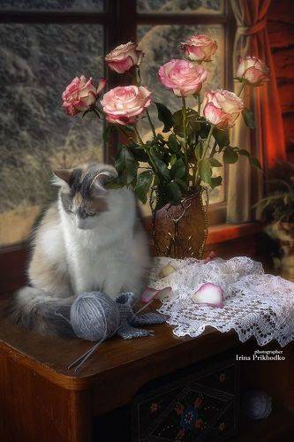 Уютный зимний вечер с кошкой