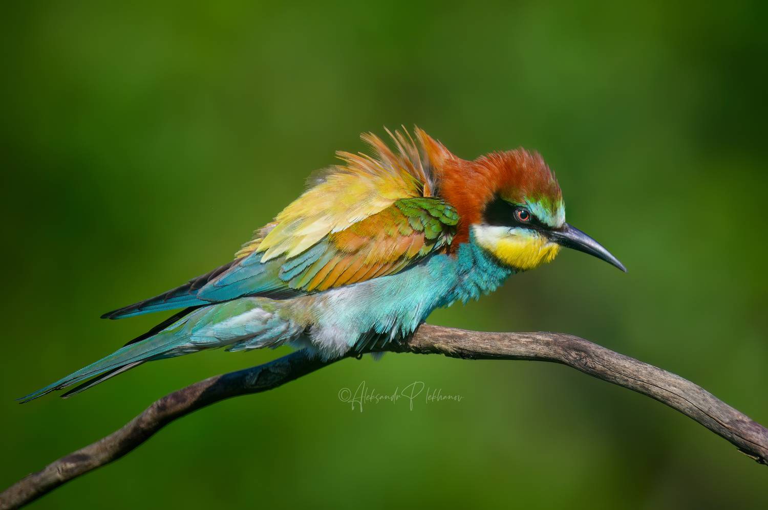 красочный, bee-eater, zorro, Плеханов Александр
