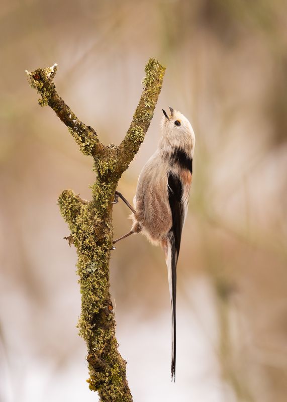 Long-tailed фото превью