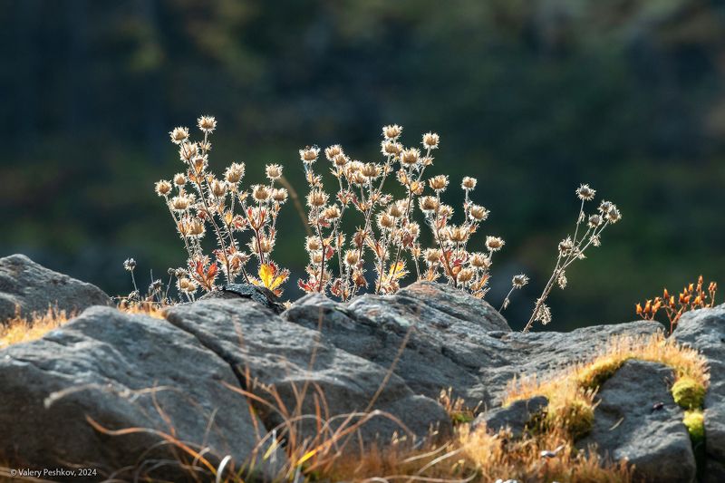 плато путорана, осень, лиственницы, река, курейка, таймыр, заполярье, база коваля, владимир коваль Немного про флору плато Путорана фото превью