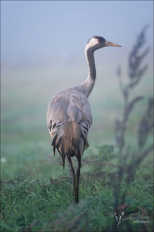 Изящество в тумане ...  фото превью