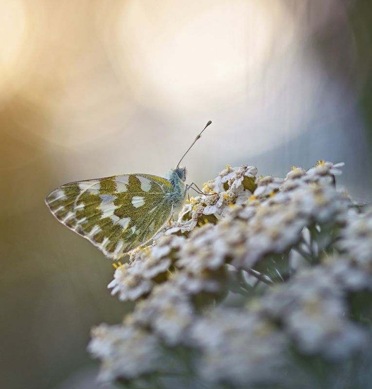 * фото превью