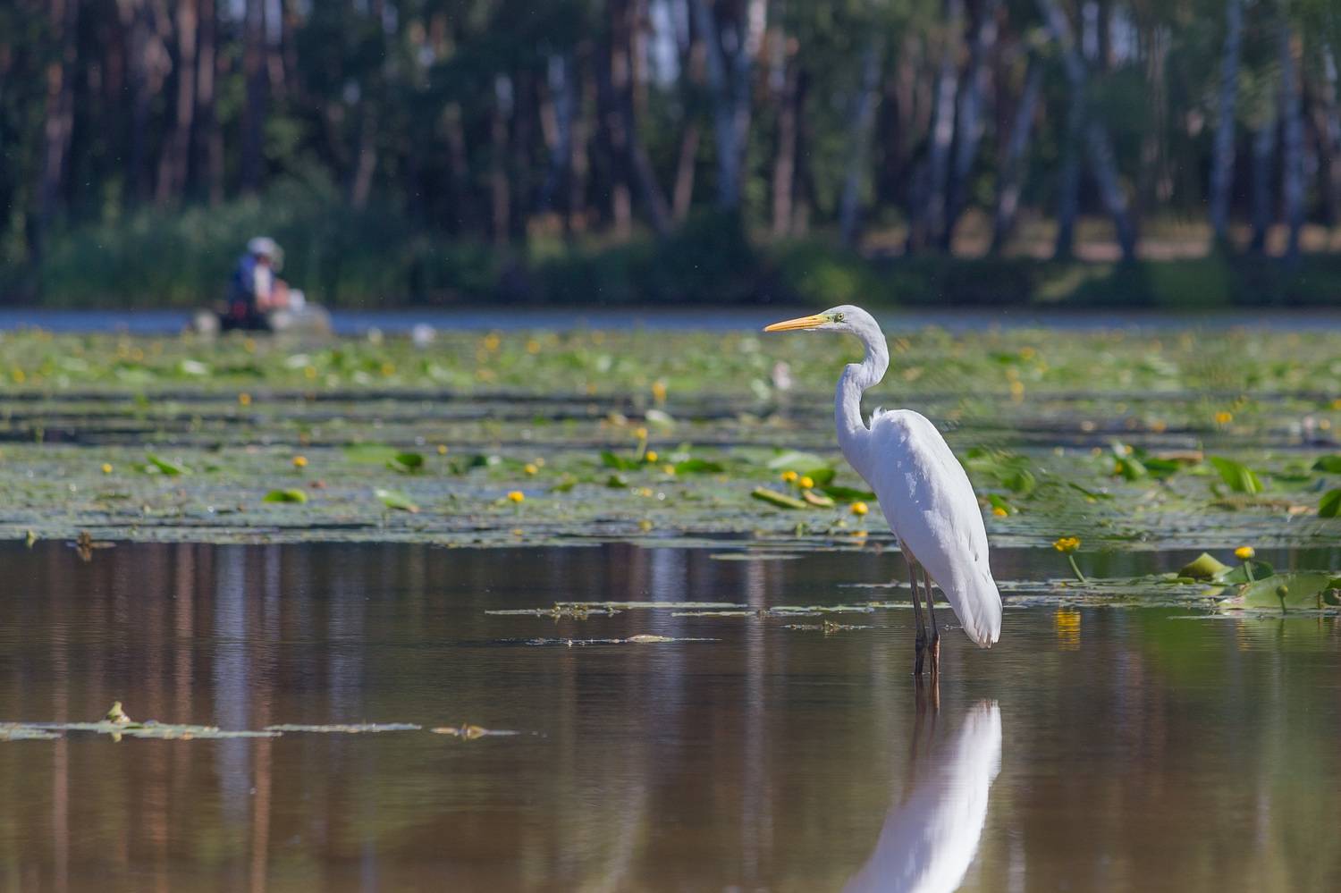 цапля, большая белая цапля, птица, птицы, лето, река, воронеж, Воронов Денис