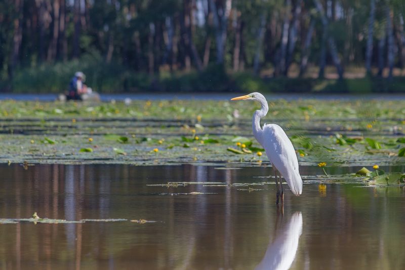 цапля, большая белая цапля, птица, птицы, лето, река, воронеж Рыбак рыбака фото превью