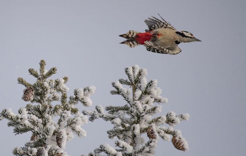 дятел птица Полет дятла фото превью