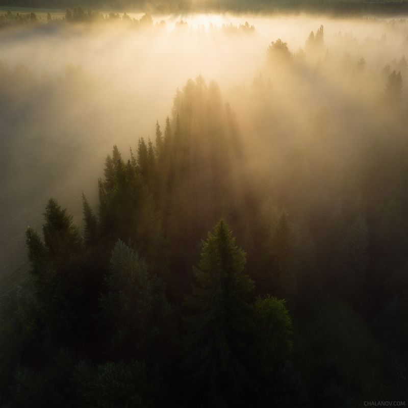 пейзаж, рассвет, туман, солнце, тайга, дрон, север Туманная тайга фото превью