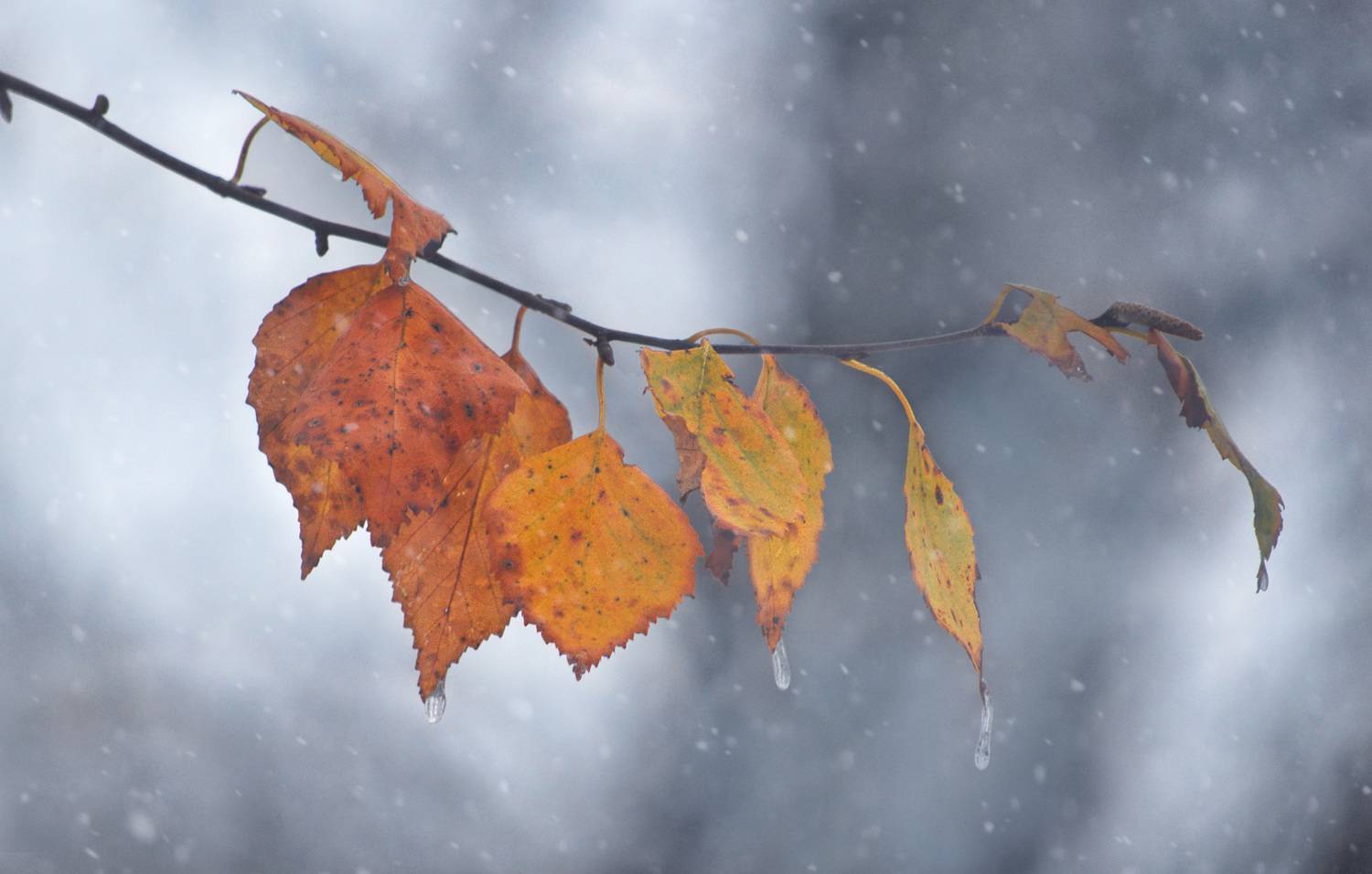 ветка листья сосульки, Вера Петри