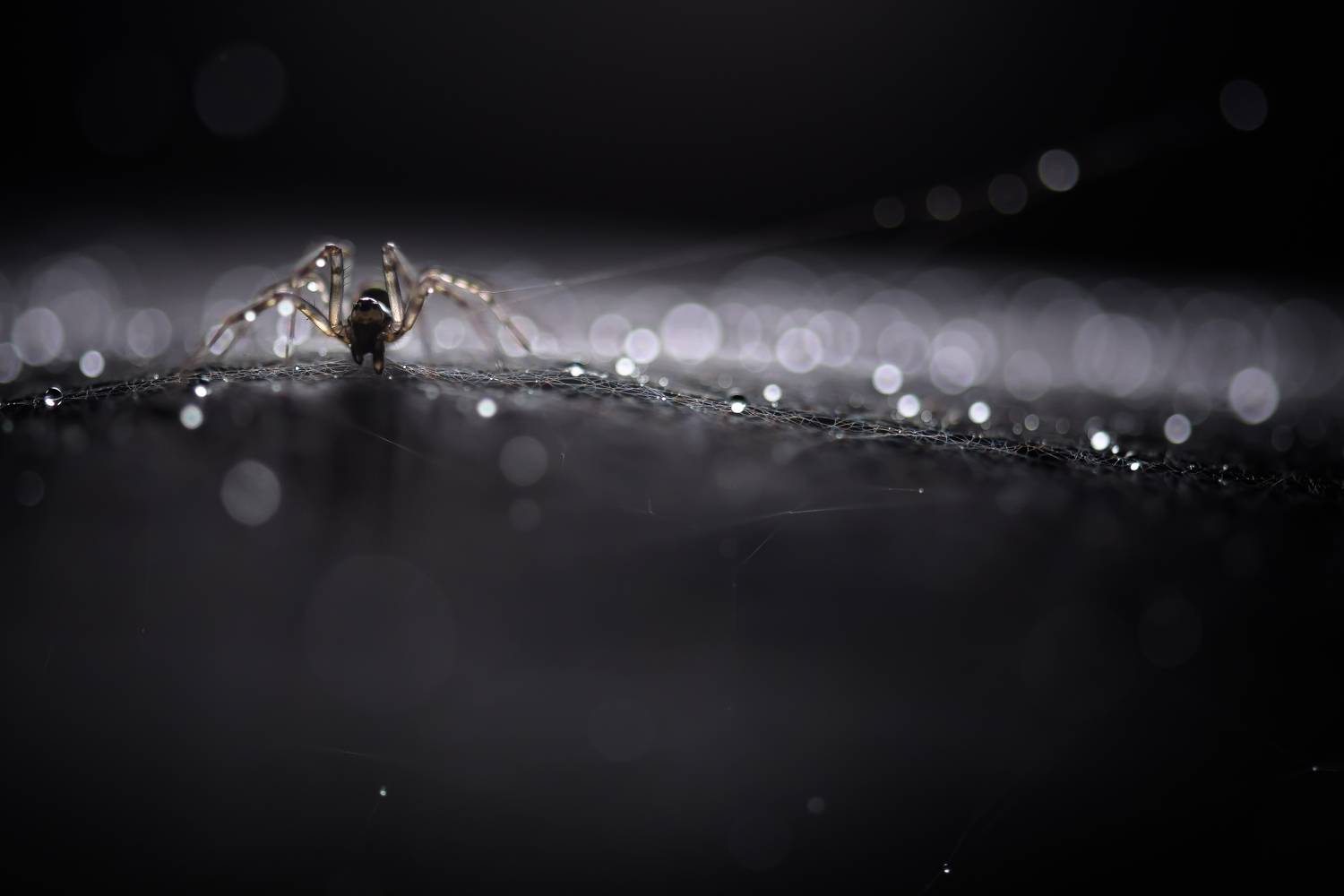 паук, паутина, дождь, капли, лес, Соварцева Ксения