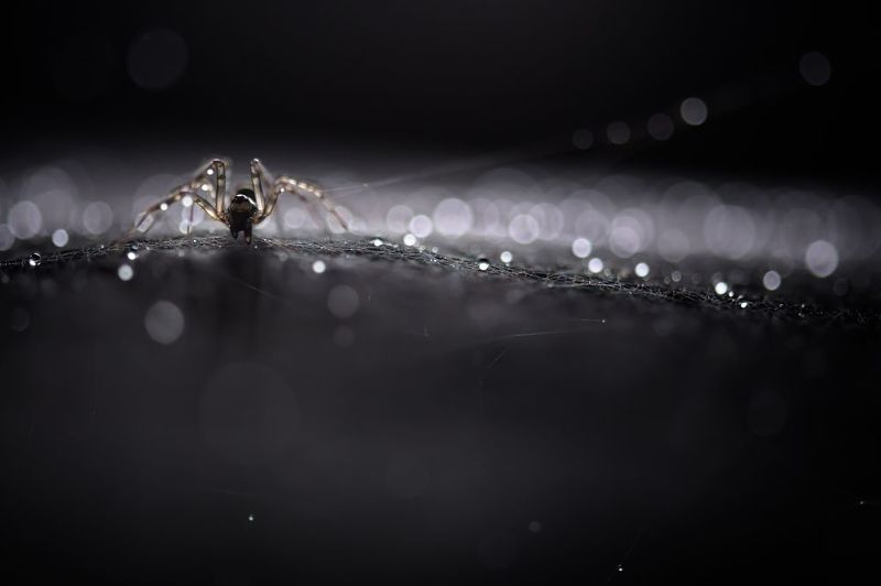 паук, паутина, дождь, капли, лес Звон паутины фото превью