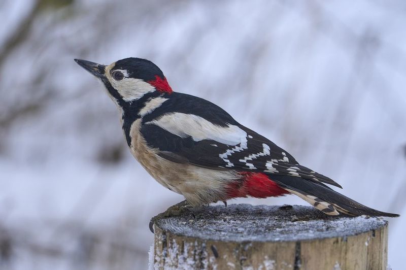 Woodpecker. фото превью