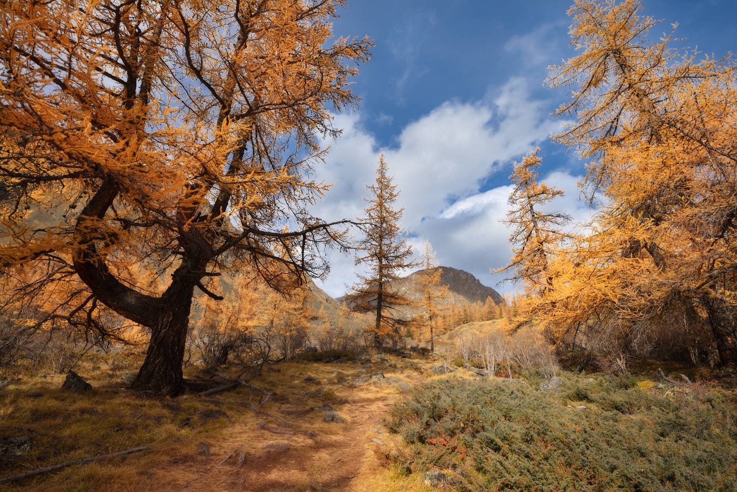 алтай, горы, тропа,, Максимова Ольга