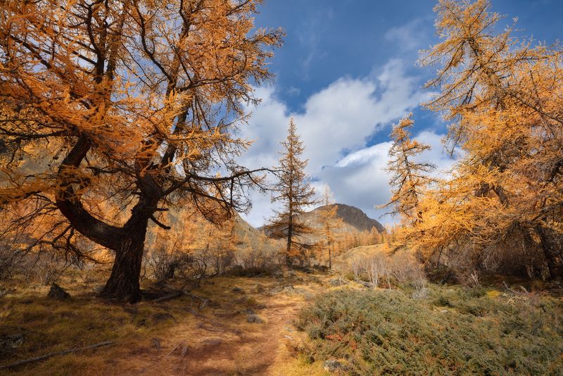 алтай, горы, тропа, Алтайскими тропками фото превью