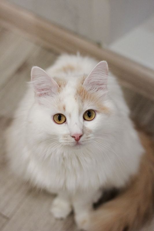 животные Марсель фото превью