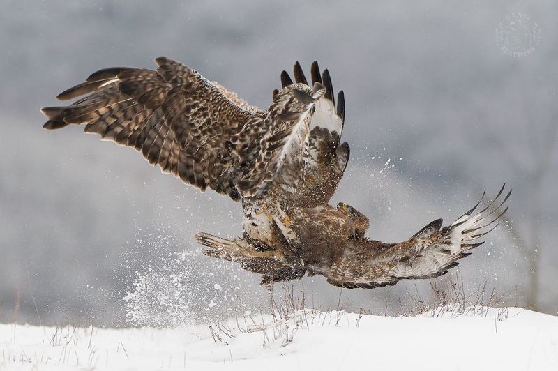 Канюк - Lens and Feathers фото превью