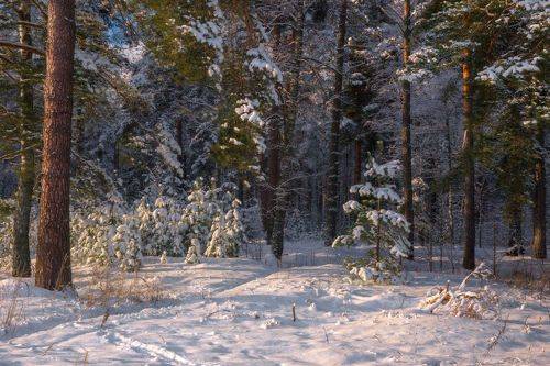 По зимней тропинке