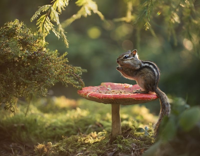нерюнгри, бурундук, якутия, дикие_животные, женялевина, евгениялевина, животныеякутии, бурундукиибелкилевиной Посижу, на закат погляжу! фото превью
