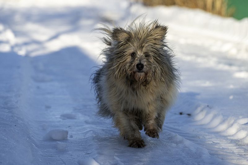 Мохнатый друг фото превью