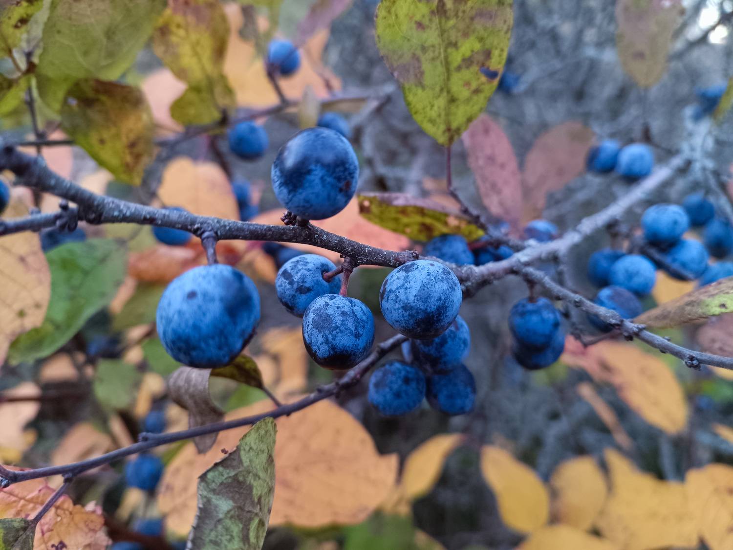 , Кондрашова Светлана