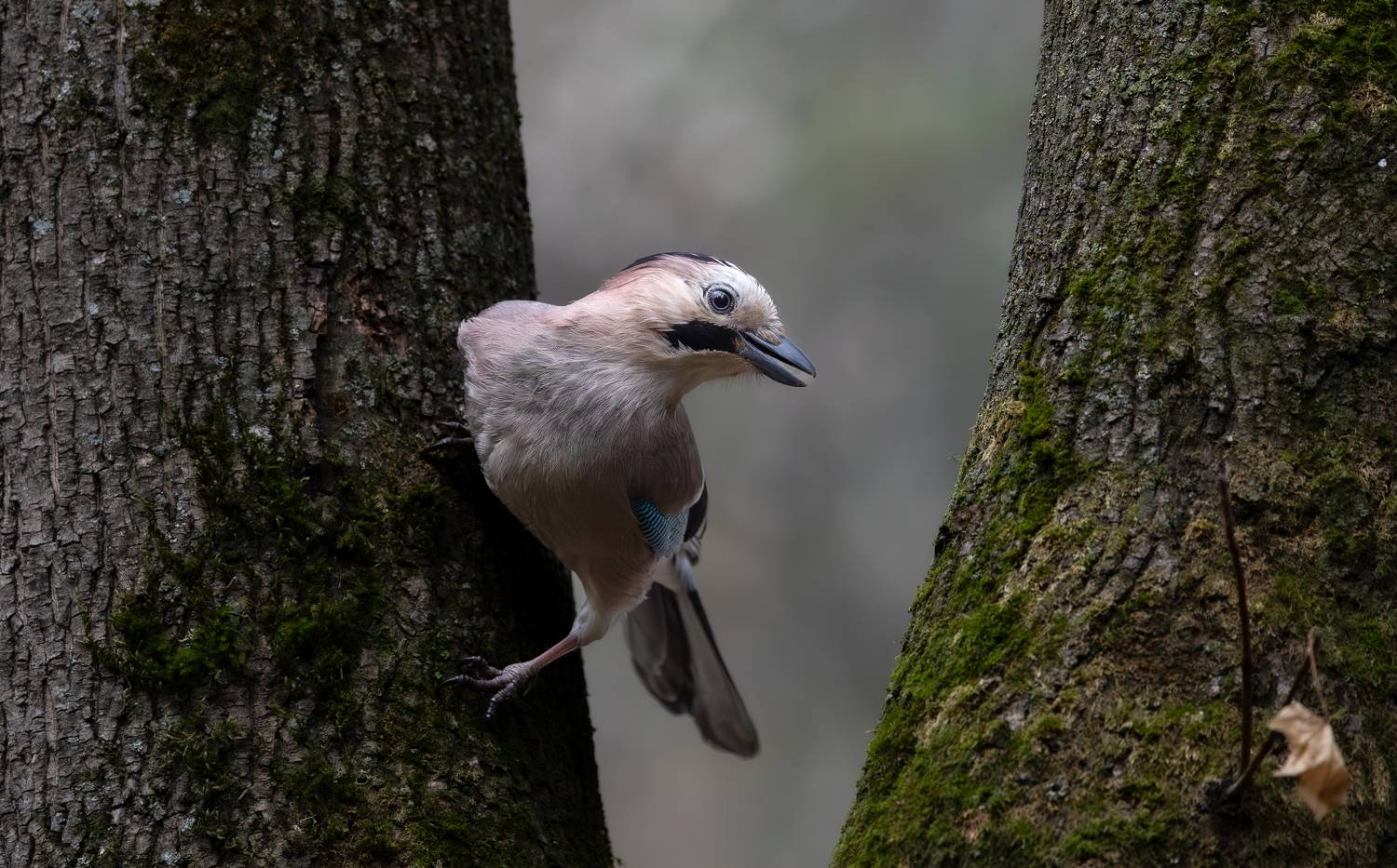 , Веревченко Михаил