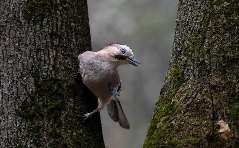 Сойка на Кавказе. фото превью