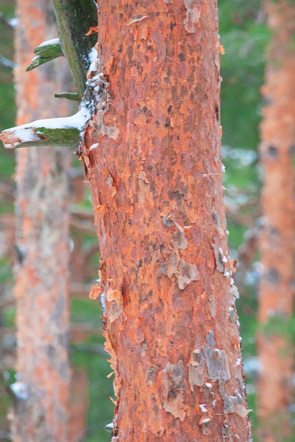 , Чудинин Дмитрий