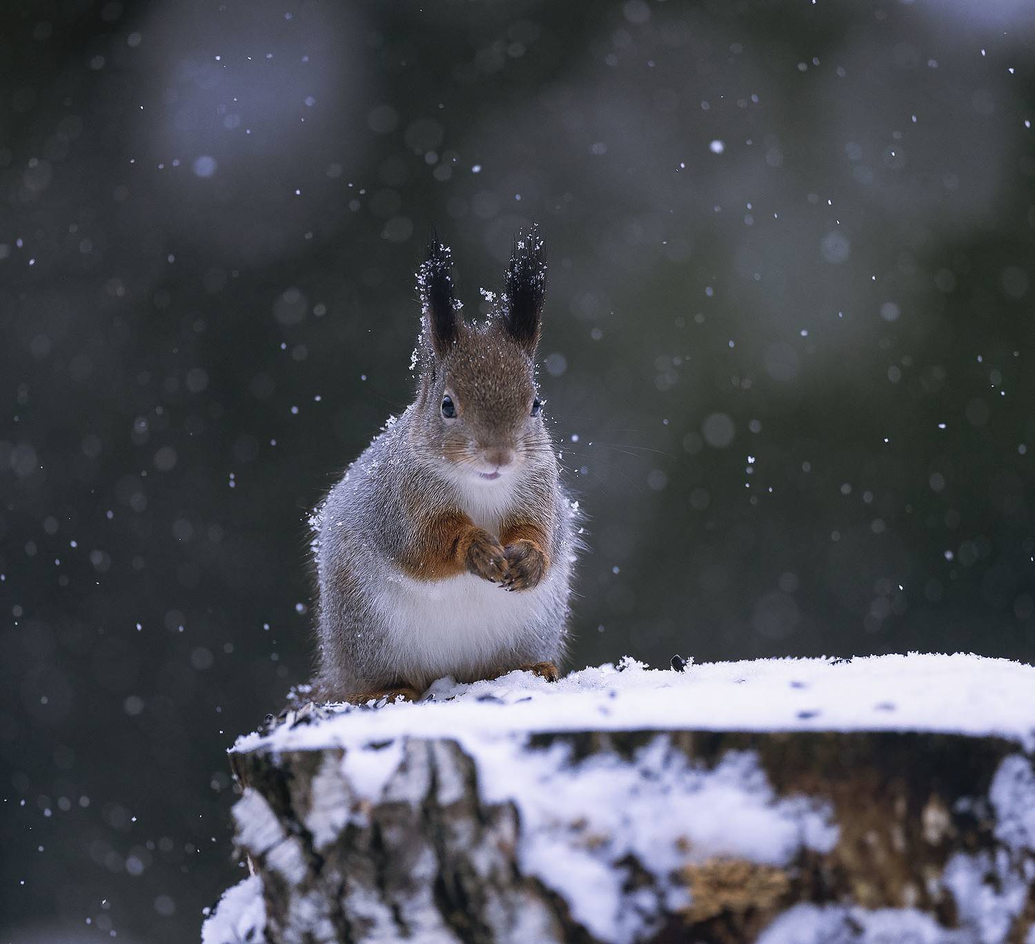 белка, красотка, лес, снежинки, природа, squirrel, beautiful, forest, nature, Стукалова Юлия