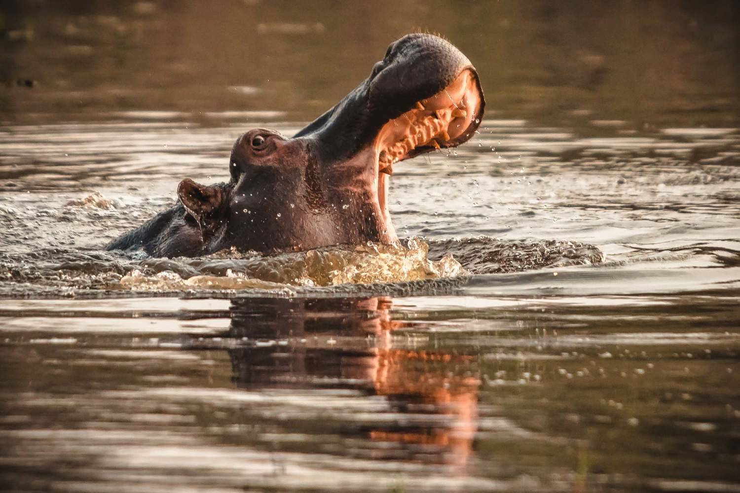 африка, ботсвана, Алексей Мараховец