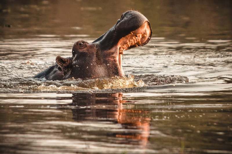 БЕГЕМОТ фото превью