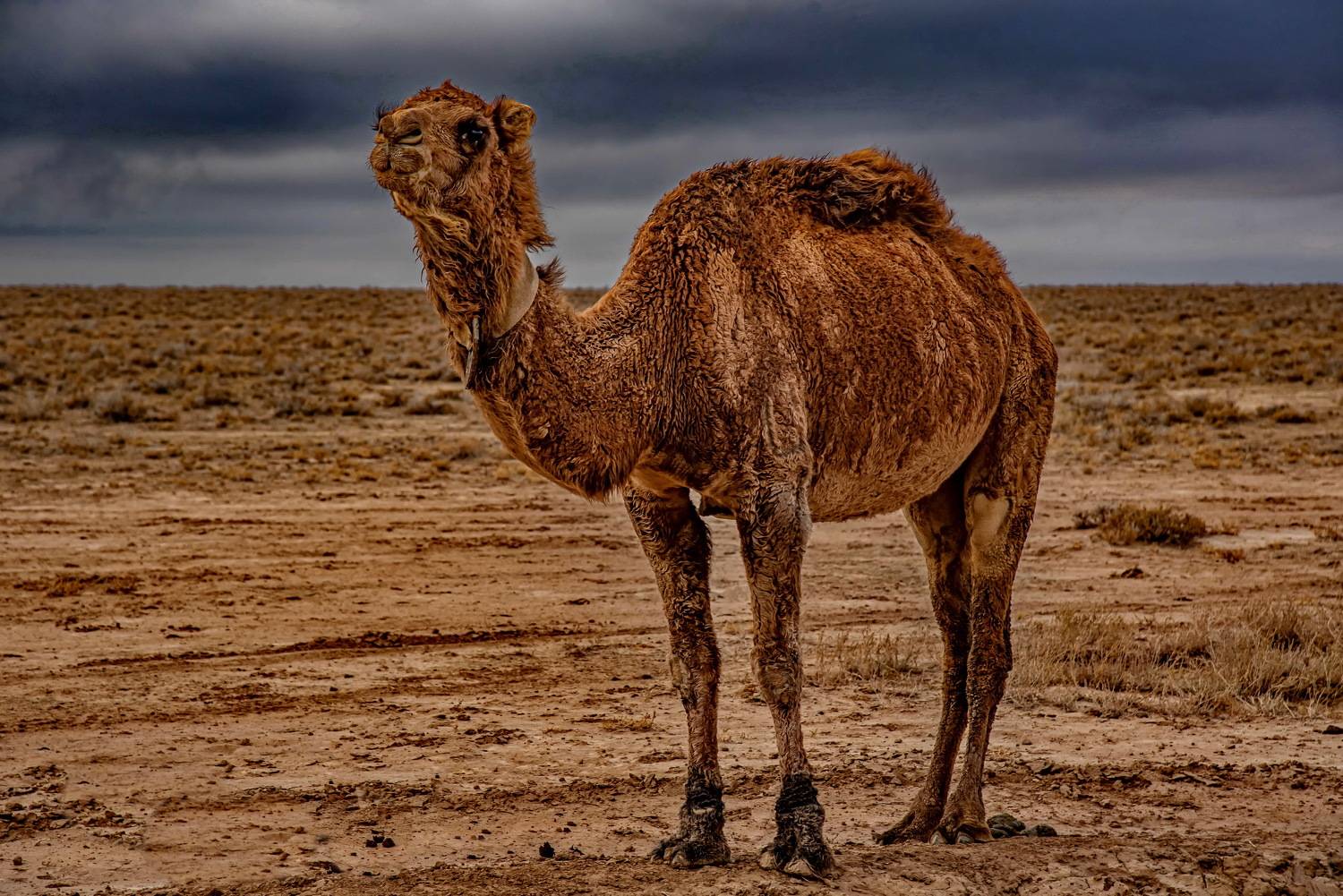 мангыстау, корабль, пустыни, Евгений Дроботенко