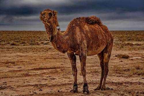 Корабль пустыни