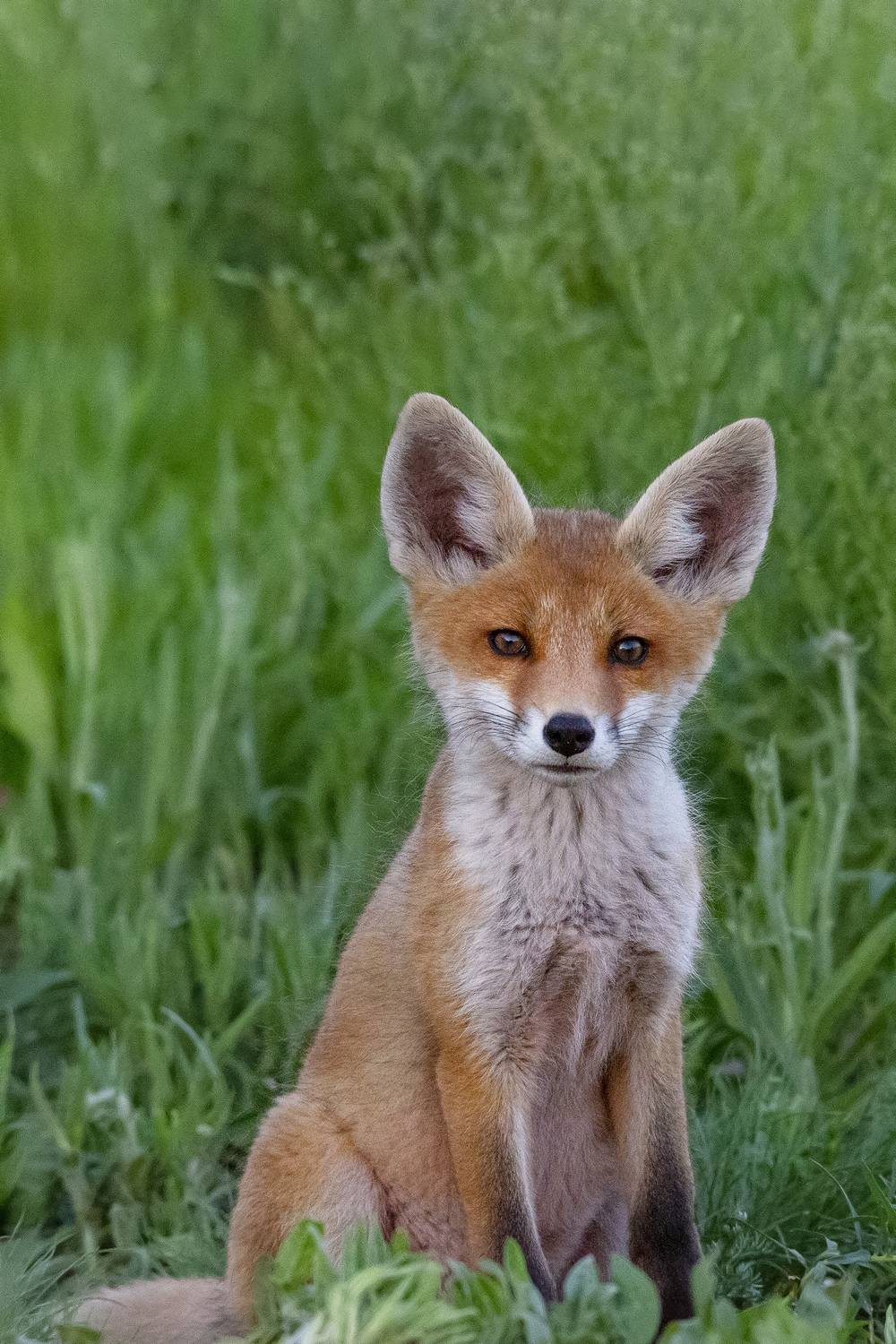 природа, Валерий Черняк